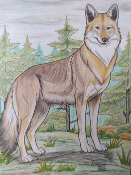 Ethiopian Wolf