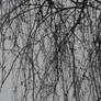Willow tree branches stock