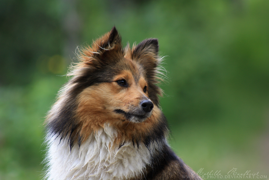 Shetland sheepdog 5