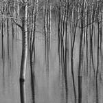 Trees in Water by MarioDellagiovanna