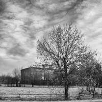 Winter Trees IV