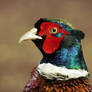 Male Pheasant #2