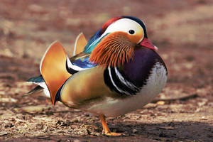 Male Mandarin Duck