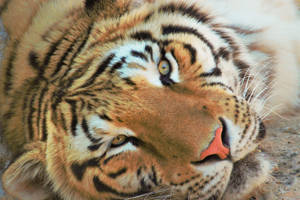 Tiger (close-up)