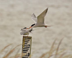 Pair Of Common Terns