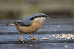 Nuthatch #3