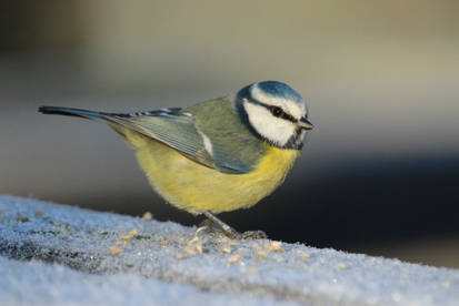 Blue Tit