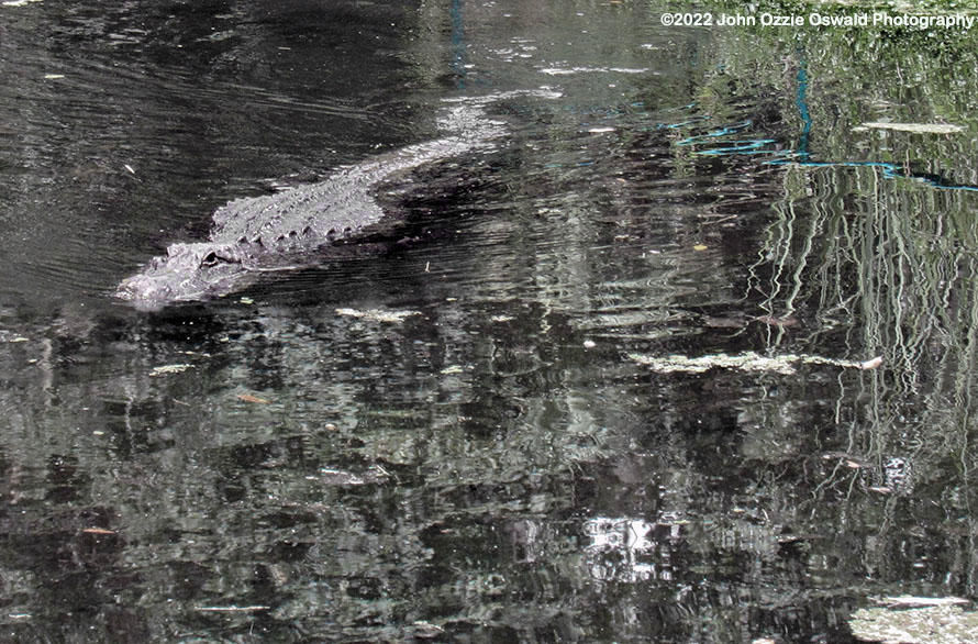 Gator Invader by John-Ozzie-Oswald on DeviantArt