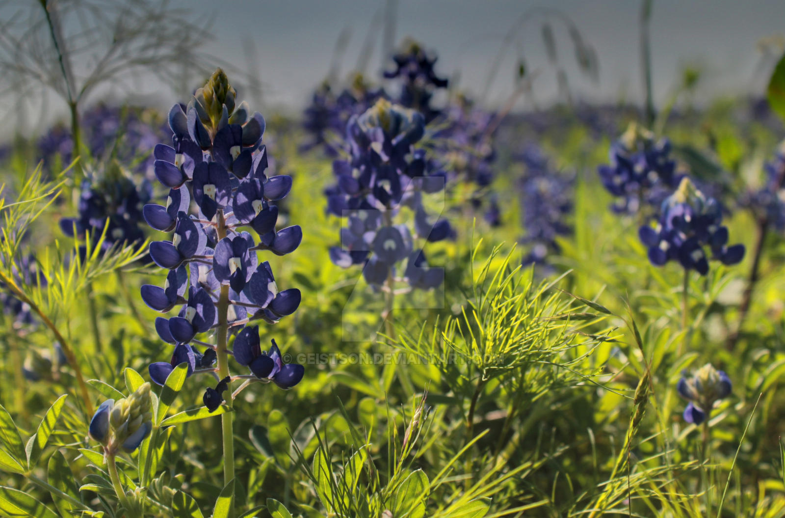 Bluebonnet