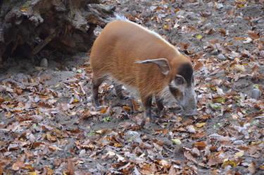 Red river hog