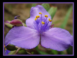 Purple Flower