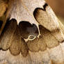 Moth Wing Detail