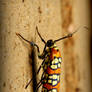 Spotted Bug