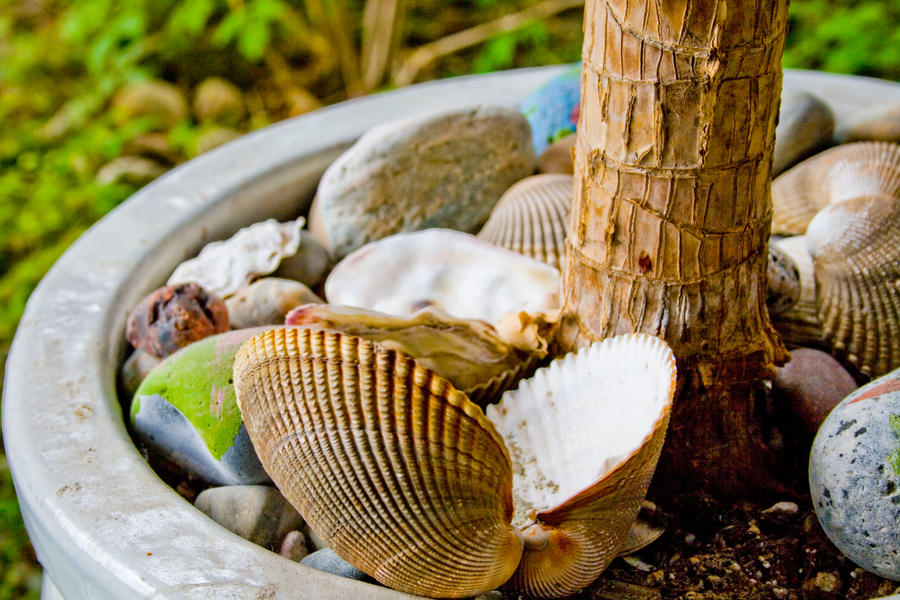Shells by PeridotTyme on DeviantArt