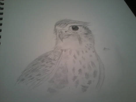 My kestrel needs a name