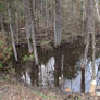 Beaver Pond, October 2023 #1