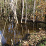 Beaver Pond, October 2023 #19