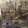 Beaver Pond, October 2023 #16