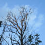Late Day Sun on a Skeletal Tree