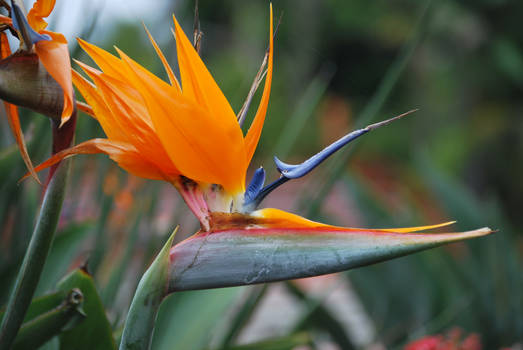 Bird of Paradise