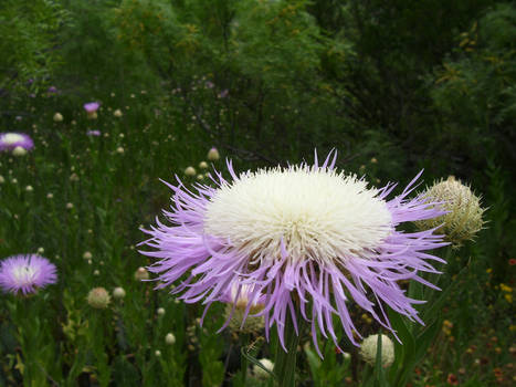 Fairy Flower