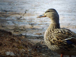 Female Mallard