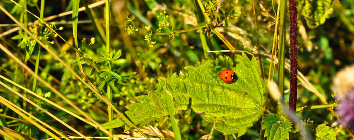 coccinelle