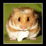 Hamster