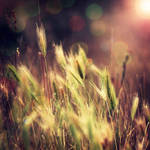Summer's Sigh. by kittysyellowjacket