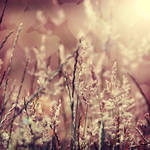 Prelude. by kittysyellowjacket