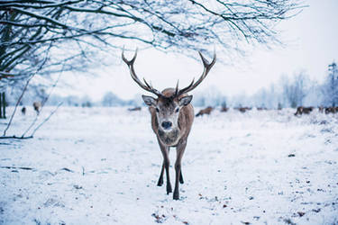 Deer friend.