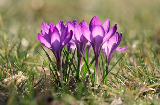 crocus