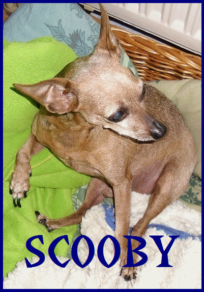 Scooby Animation 2 by TamerOfAstamon on DeviantArt