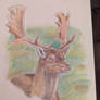 Fallow Fellow