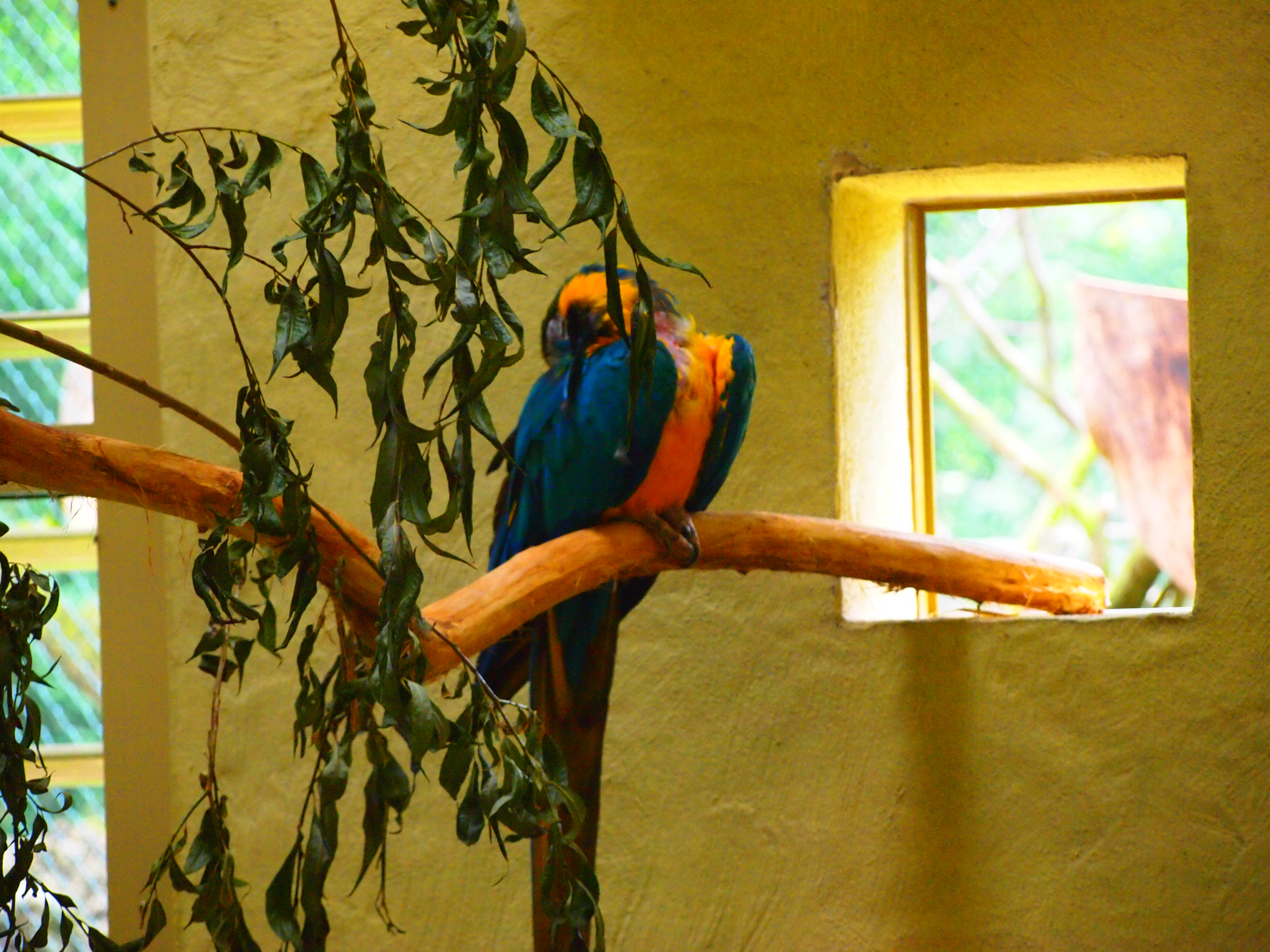 Blue and yellow macaw