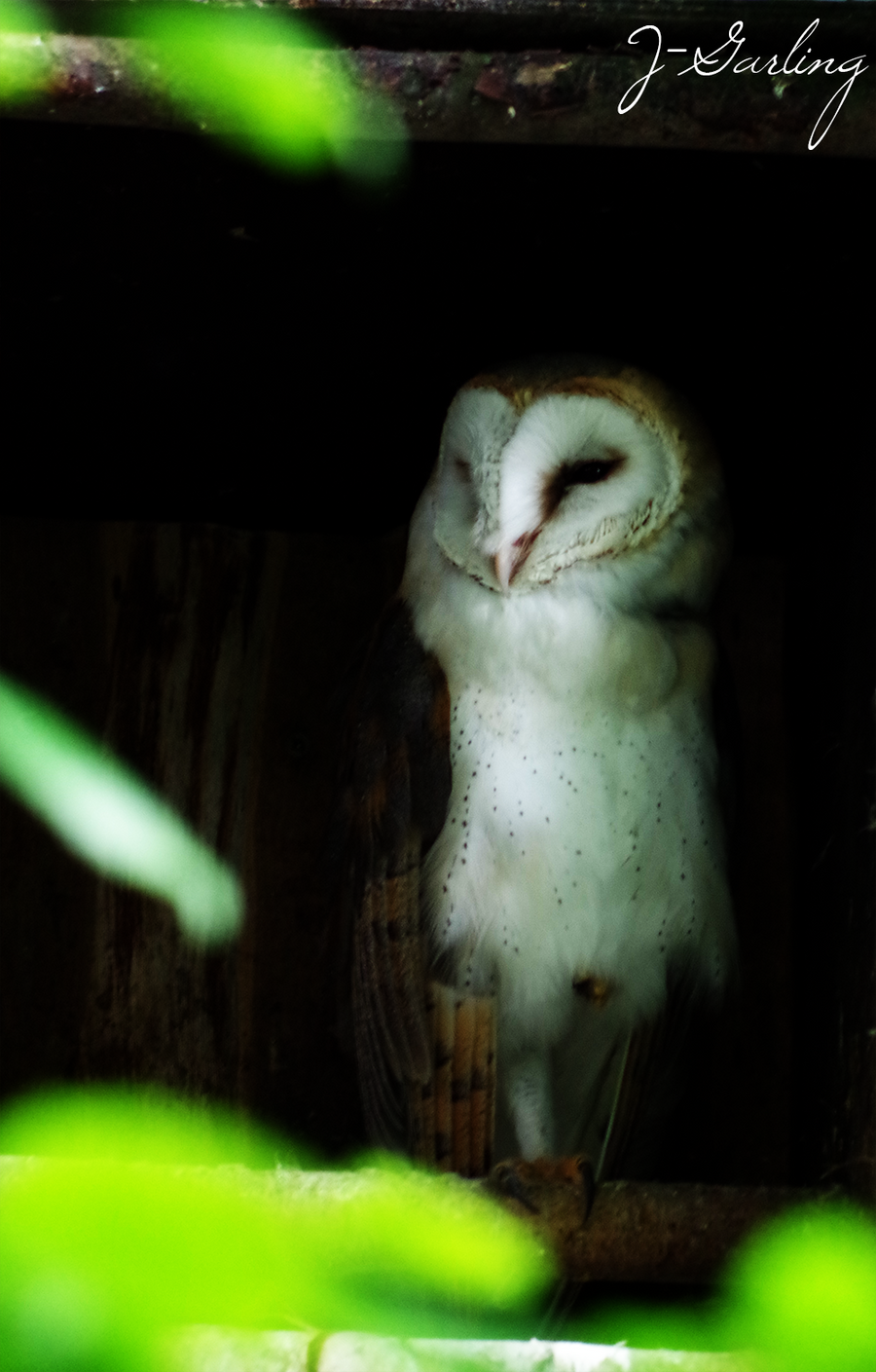 Barn-owl