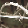 Barbed Wire