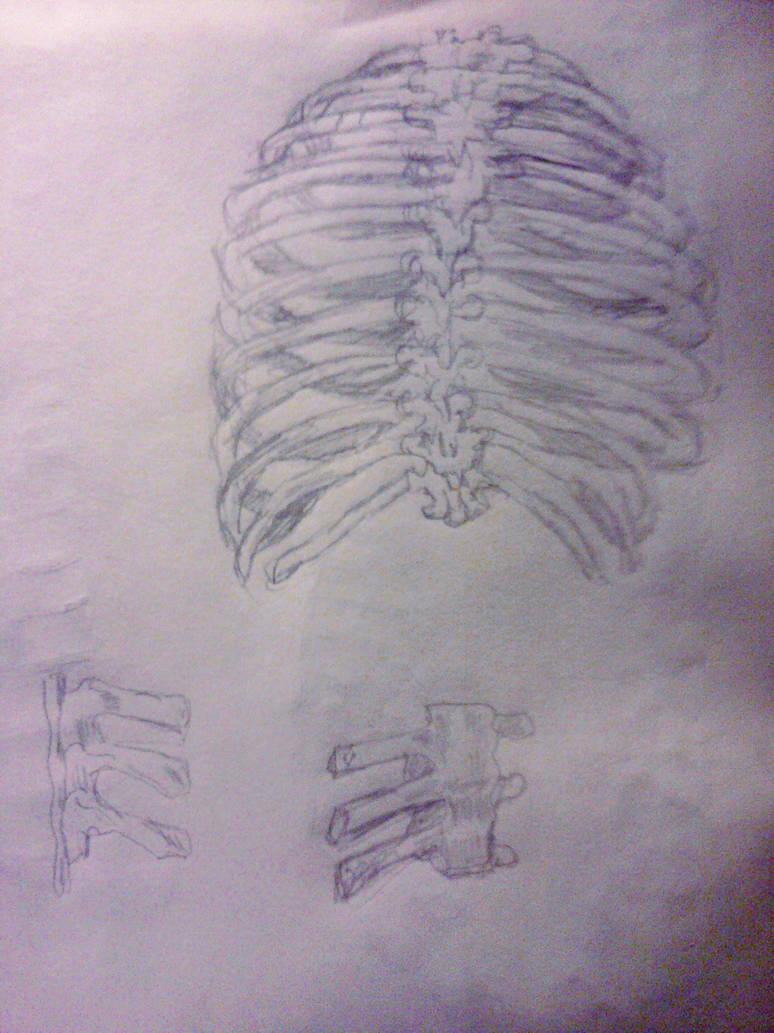 ribs by beatcrusaderxoxo on DeviantArt