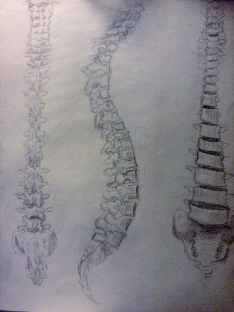 Backbones Line Art backbone by beatcrusaderxoxo on DeviantArt