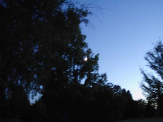 Moon Hiding in the Trees