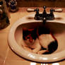 Kitty in the sink