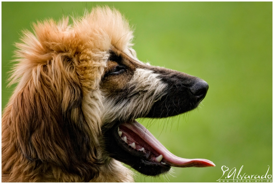 Afghan hound