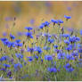 Centaurea cyanus field