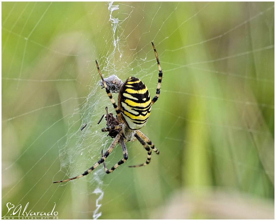 Argiope bruennichi