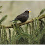 Turdus merula