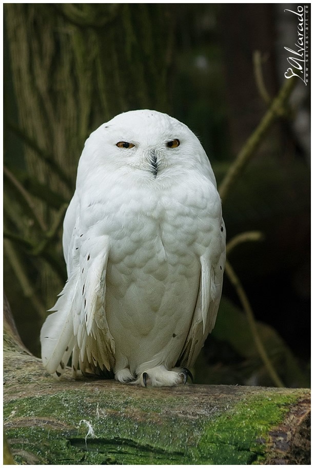 Snow Owl