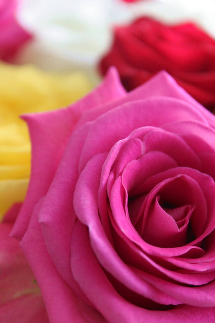 Roses really smell like poooh by sstynn on DeviantArt Roses really smell like poooh by sstynn on DeviantArt