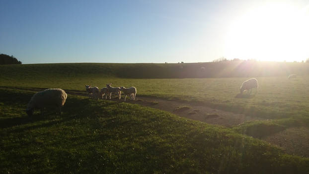 Silhouette Sheep