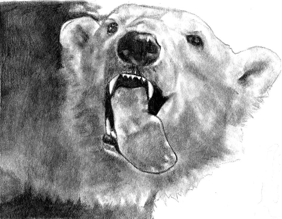 Polar Bear