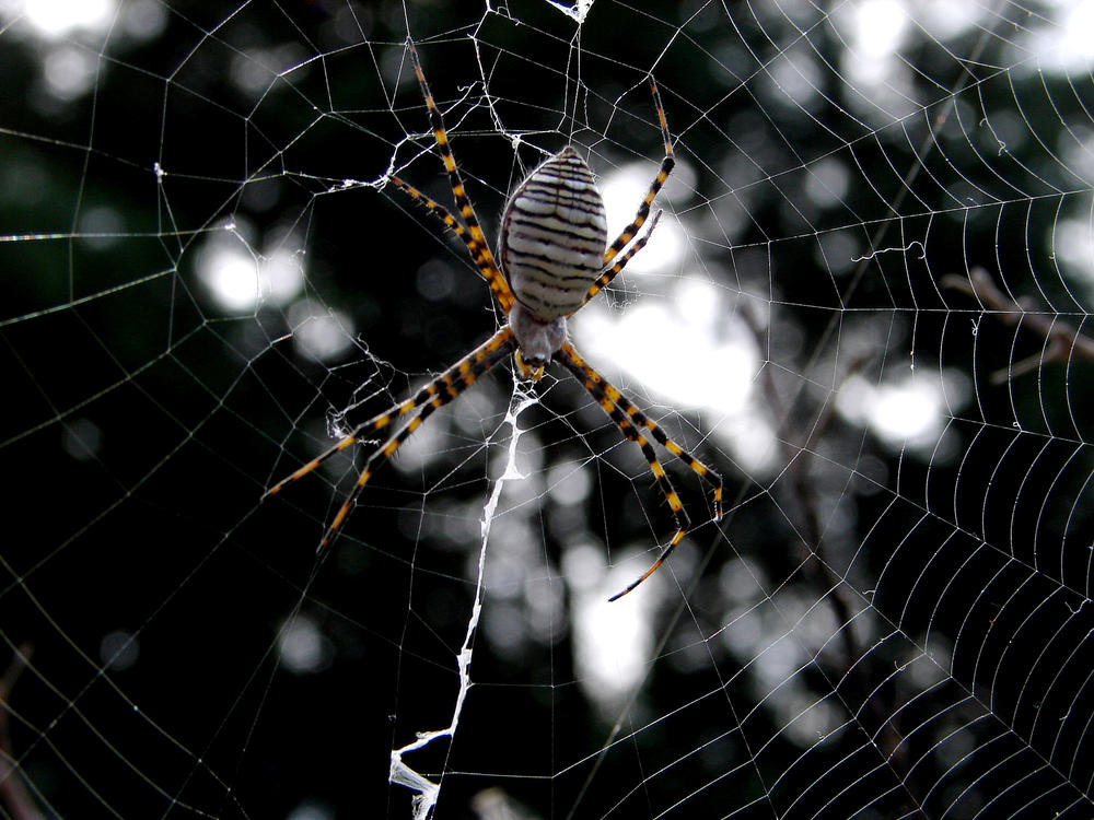 Argiope trifasciata